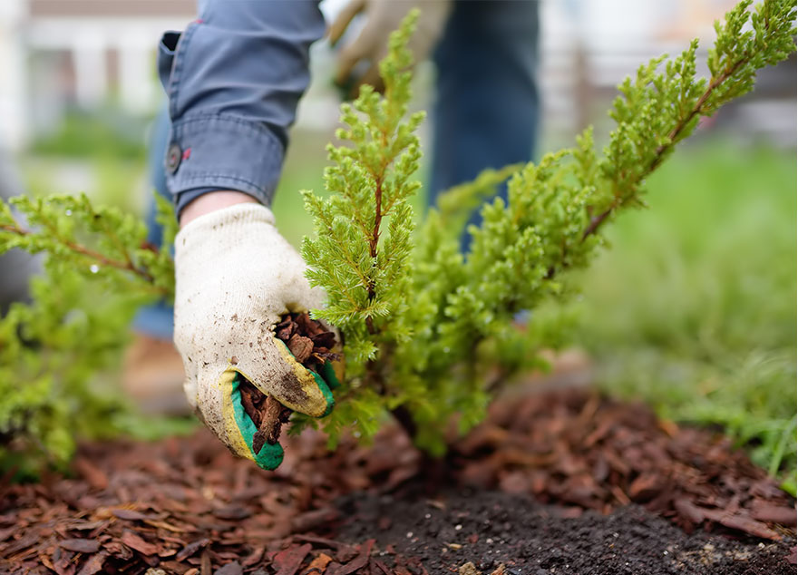 Wisconsin Tree and Shrub Planting Service